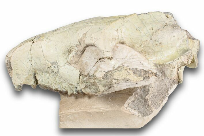 Bargain, Fossil Oreodont (Merycoidodon) Skull - South Dakota #243590
